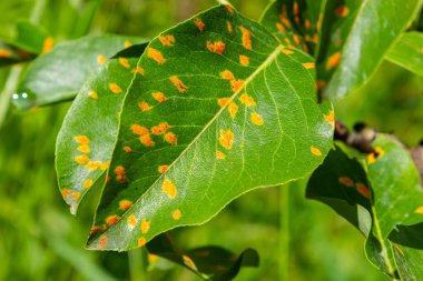 Armut yaprakları armut istilası altında..