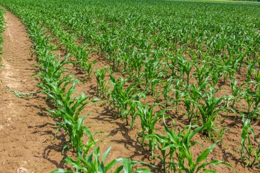 Güneşli bir günde tarlada yetişen genç mısır bitkileri. Seçici odak.