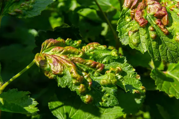 stock image Leaf of red currant bush infected with pests - gallic aphid Capitophorus ribis, Aphidoidea. Aphids absorb the sap of the plant, the leaves deform, reddish-brown spots form on the leaves. Plant pests.