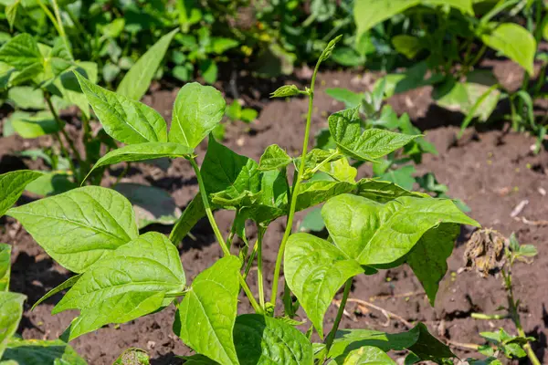 Kuru toprakta yetişen genç yeşil fasulye veya Fhaseolus vulgaris bitkilerine yakın çekim.