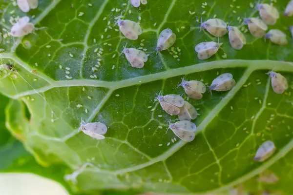 stock image Underside of plants leaves with pest Cabbage Whitefly Aleyrodes proletella adults and larvae on the underside of the leaf. Itis a species of whitefly from the Aleyrodidae family, pest of many crops.