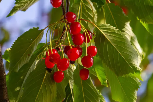 Branch Ripe Red Cherries Tree Garden — Stock Photo, Image