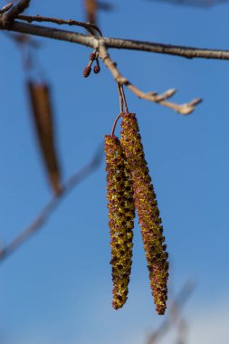 Siyah alnus glutinosa 'nın erkek catkins ve dişi kırmızı çiçekli küçük bir dalı. İlkbaharda çiçek açan kızılağaç. Güzel doğal arka plan. Temiz küpeler ve bulanık arka plan..