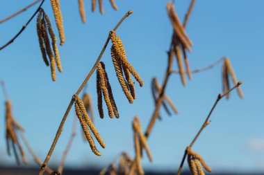 Baharın ilk belirtileri. Hazel, Avrupalı filbert Corylus avellana bahar arifesinde çiçek tomurcukları ve catkins açtı..