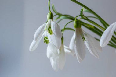 Açık gri arka planda güzel kar damlaları, yakın plan. Bahar çiçekleriyle çiçek arkaplan.