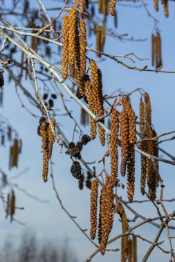 Siyah alnus glutinosa 'nın erkek catkins ve dişi kırmızı çiçekli küçük bir dalı. İlkbaharda çiçek açan kızılağaç. Güzel doğal arka plan. Temiz küpeler ve bulanık arka plan..