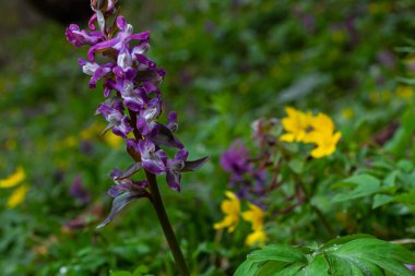 Corydalis. Corydalis Soda. İlkbaharda açan mor çiçek ormanı. İlk bahar çiçeği, mor. Vahşi Corydalis doğada.