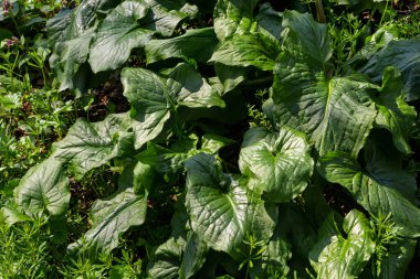 Guguk kuşu ya da Arum maculatum ok şeklinde yaprak, Araceae ailesindeki ormanlık zehirli bitki. Ok şeklinde yapraklar. Diğer isimler ise; çıplak kafa, engerek kökü, arum, vahşi arum, arum zambağı, lordlar ve leydiler..