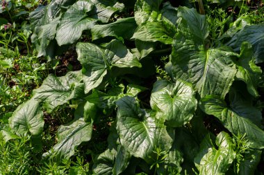 Cuckoopint or Arum maculatum arrow shaped leaf, woodland poisonous plant in family Araceae. arrow shaped leaves. Other names are nakeshead, adder's root, arum, wild arum, arum lily, lords-and-ladies. clipart