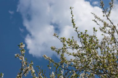 Mavi gökyüzünün altındaki ağaçta kiraz çiçeklerinin güzel dallarının seçici odak noktası, ilkbahar mevsiminde Sakura çiçekleri, çiçek desenleri, doğa arka planı..