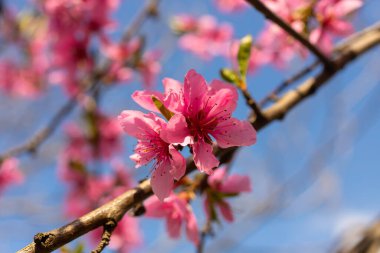 Şeftali ağacı, bulanık arkaplan. Baharda çiçek açan, pembe çiçekli bir ağaç. Bahar bahçesinin güzelliği, bahar konsepti.