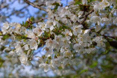 Mavi gökyüzünün altındaki ağaçta kiraz çiçeklerinin güzel dallarının seçici odak noktası, ilkbahar mevsiminde Sakura çiçekleri, çiçek desenleri, doğa arka planı..