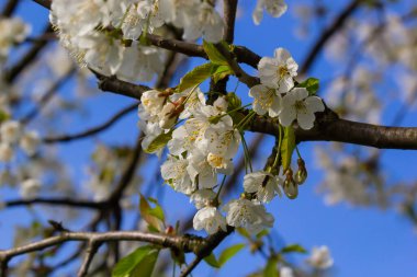 Mavi gökyüzünün altındaki ağaçta kiraz çiçeklerinin güzel dallarının seçici odak noktası, ilkbahar mevsiminde Sakura çiçekleri, çiçek desenleri, doğa arka planı..