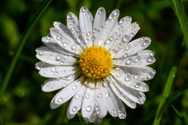 Yeşil bir çimenlikte birlikte büyüyen beyaz papatyalar. Çiçekli bahar arka planı.