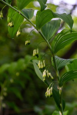 Polygonatum multiflorum, Süleyman 'ın mührü, Davut' un arpı, Cennete merdiven dayaması veya Avrasya Süleyman 'ın mührü, Asparagaceae familyasından bir bitki türü..