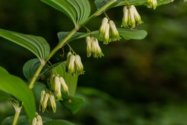 Polygonatum multiflorum, the Solomon's seal, David's harp, ladder-to-heaven or Eurasian Solomon's seal, is a species of flowering plant in the family Asparagaceae. clipart