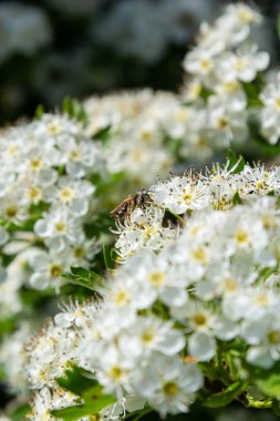 Orta kara dikenli bir dalın ya da krataegus laevigata 'nın bulanık bir arka planı olan şifalı otlar ve tıbbi bitkiler bahçesinde çekilmiş yakın plan fotoğrafı..