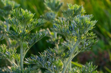 Gümüş yeşili Wormwood arka planda kalır. Artemisia Absinthium, bitkisel mutfak bahçesindeki pelin otu bitkisi, kapat, makro.