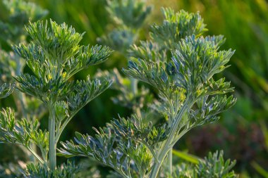 Silver green Wormwood leaves background. Artemisia absinthium, absinthe wormwood plant in herbal kitchen garden, close up, macro. clipart