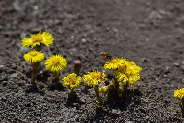 stock image Tussilago farfara, commonly known as coltsfoot is a plant in the groundsel tribe in the daisy family Asteraceae. Flowers of a plant on a spring sunny day.