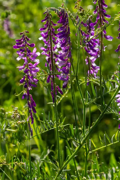 Vetch, vicia cracca değerli bal bitkisi, yem ve tıbbi bitki. Kırılgan mor çiçek arkaplanı. Yünlü ya da Fodder Vetch bahar bahçesinde çiçek açar..