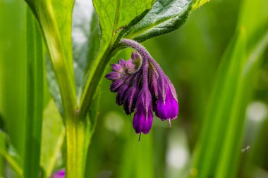 Çayırda, yabani otların arasında Comfrey Symphytum officinale çiçek açıyor..