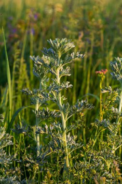 Gümüş yeşili Wormwood arka planda kalır. Artemisia Absinthium, bitkisel mutfak bahçesindeki pelin otu bitkisi, kapat, makro.