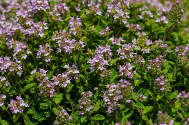 Çiçekli kokulu Thymus Serpilllum, Breckland yabani kekik, sürünen kekik, ya da elf kekik yakın çekim, makro fotoğraf. Güneşli bir günde tarlada güzel yiyecekler ve tıbbi bitkiler.
