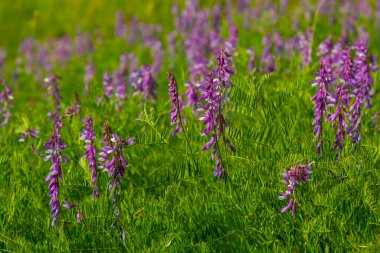 Vetch, vicia cracca değerli bal bitkisi, yem ve tıbbi bitki. Kırılgan mor çiçek arkaplanı. Yünlü ya da Fodder Vetch bahar bahçesinde çiçek açar..
