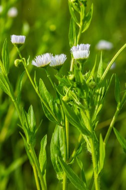 Erigeron Annuus olarak bilinen yıllık pire, papatya pire, ya da papatya pire..