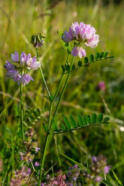 Securigera varia or Coronilla varia, commonly known as crownvetch or purple crown vetch.