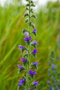 Viper 'ın böcek ilacı ya da yabani ot Echium vulgare doğal yeşil arka planda çayırda çiçek açıyor. Makro. Seçici odaklanma. Ön görünüm.