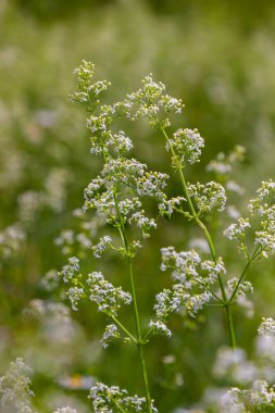 Haziranda güzel açan beyaz yatak örtüsü, Galyum albümü.