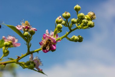 Baharda yumuşak pembe böğürtlen çiçekleri ve tomurcukları - Rubus fruticosus.