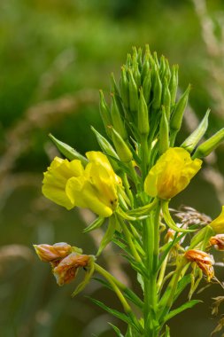 Sarı akşam çuha çiçeği Oenothera biennis, kozmetik, cilt bakımı ve egzama için ilaç fabrikası.