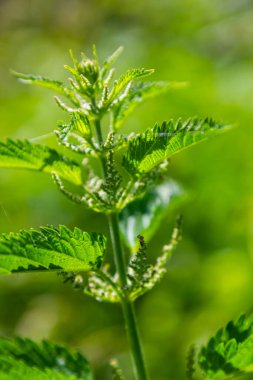 Stinging nettles Urtica dioica in the garden. Green leaves with serrated edges.