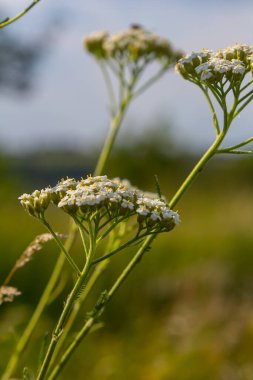 Achillea Milleum beyaz çiçekleri, çiçekli yeşil yapraklar. Tıbbi organik doğal bitkiler, bitki konsepti. Yabani bahçe, kır çiçeği.