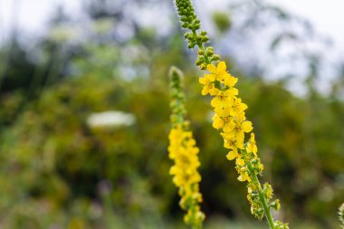 Vahşi otların arasında yaz mevsimi, tarımsal ekvatorya çiçekleri açıyor..