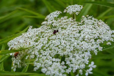 Daucus carota yaban havucu açan bitki olarak bilinir..