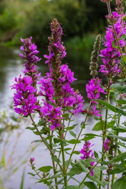 Mor gevşemiş Lythrum salikaria infloresans. Lythraceae familyasındaki çiçek başakları, ıslak yaşam alanlarıyla ilişkilidir..