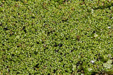 Duckweed - Cultivation of duckweed. Lemna trisulca . clipart