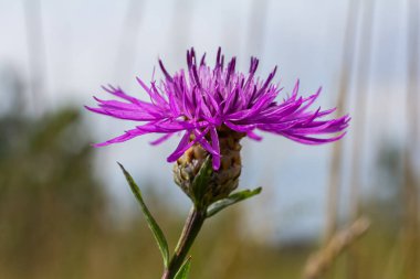 Centaurea jacea, Brown Knapweed olarak da bilinir, Brown-Ray Knapweed, Brownray Knapweed ve Hardheads olarak da bilinir..
