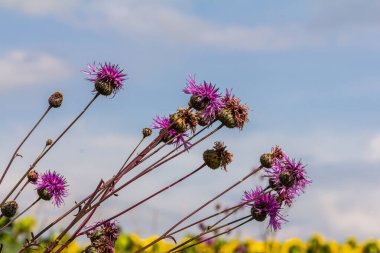 Centaurea scabiosa subsp. apiculata, Centaurea apiculata, Compositae. Wild plant shot in summer.