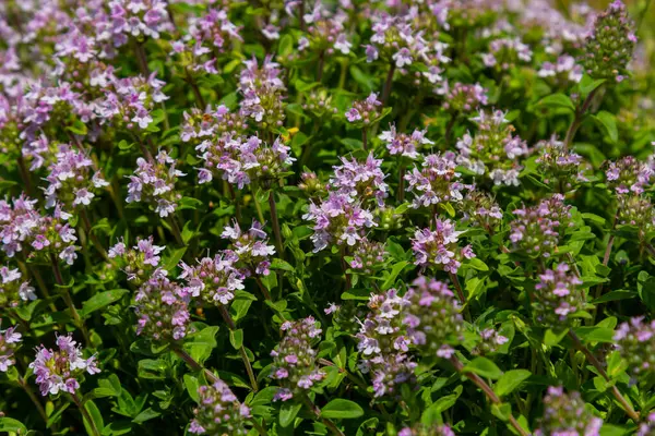 Çiçekli kokulu Thymus Serpilllum, Breckland yabani kekik, sürünen kekik, ya da elf kekik yakın çekim, makro fotoğraf. Güneşli bir günde tarlada güzel yiyecekler ve tıbbi bitkiler.