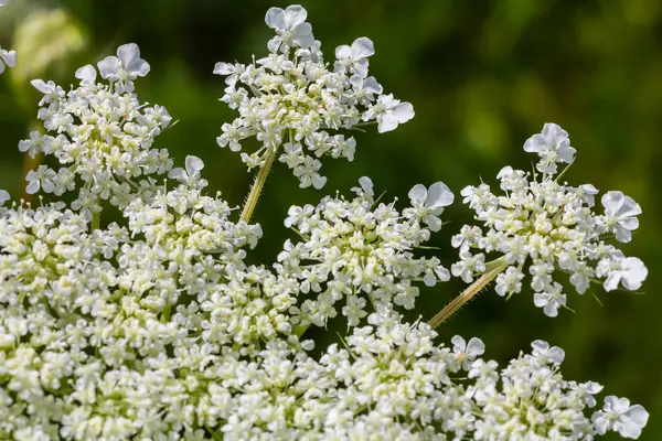 Daucus carota yaban havucu açan bitki olarak bilinir..