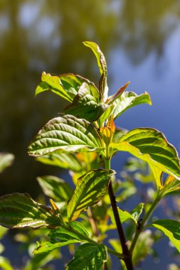 Dogwood Cornus sanguinea , leaf background, selective focus. clipart