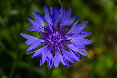 Mavi kantaron centaurea siyanus yenilebilir bir bitkidir..