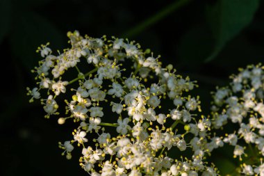 Siyah sambucus beyaz çiçekleri açar. Bahar bahçesinde koyu yeşil arka planda narin çiçek kümeleri. Seçici odaklanma. Tasarım için doğa konsepti.