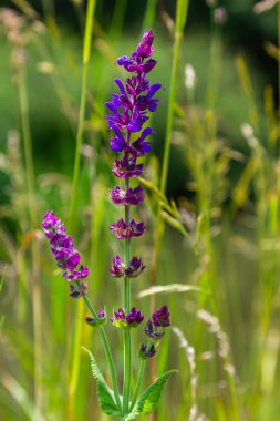 Orman adaçayı çiçekleri, Salvia Nemorosa, yakın plan. Salvia Nemorosa 'nın arka planı, güzel mor çiçekli bir salvia. Meşe ağacından mor çiçekler..