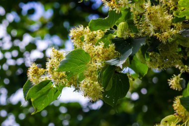 Linden ağacı kümeleri, tira kordata, avrupa, küçük yapraklı kireç, limon tomurcukları. Eczane, eczacı, doğal ilaç, şifalı bitki çayı, aromaterapi. Bahar arkaplanı.